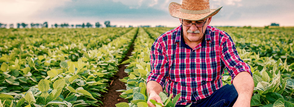 Man in field